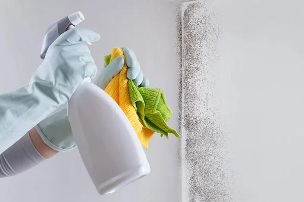 Dependable Henrico Mold Remediation Service for Long-Term Mold Prevention