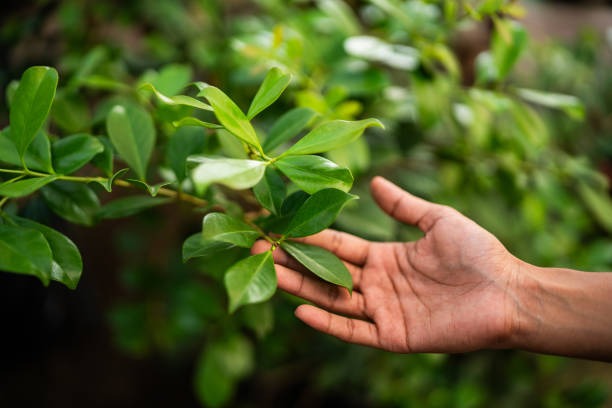 Certified Tree Service Near Me Providing Safe and Reliable Results
