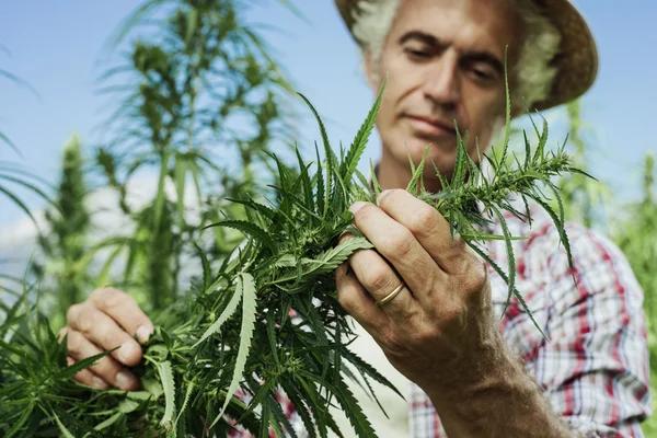 Building Confidence Through Transparent Hemp Product Information
