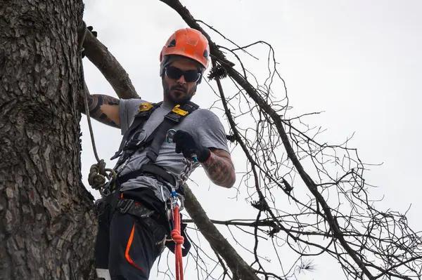 Reliable Land Management With Codys Tree Service land clearing